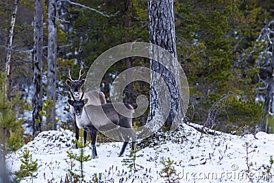 Reindeer / Rangifer tarandus in winter forest Stock Photo