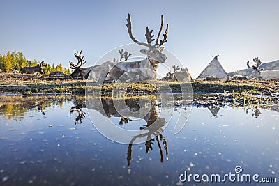 Reindeer Reflection Stock Photo