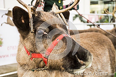 Reindeer Stock Photo