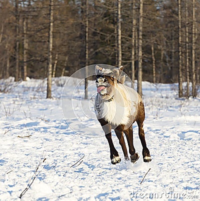 Reindeer runs over snowdrifts in a polar tundra Stock Photo