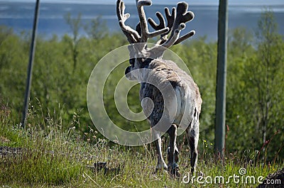 Reindeer in rural enviroment Stock Photo