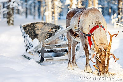 Reindeer safari Stock Photo