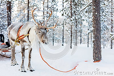 Reindeer safari Stock Photo