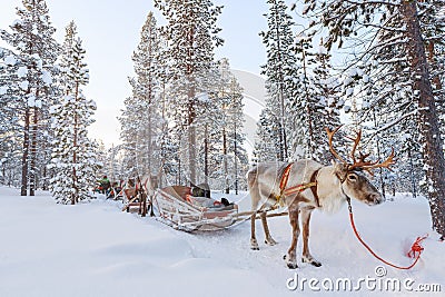 Reindeer safari Stock Photo