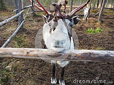 The reindeer of the season is shaking off the horn to create a new one Stock Photo