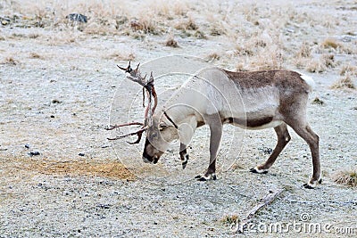 Reindeer Stock Photo