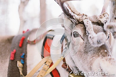 Reindeer Sleigh Ride in Lapland Stock Photo