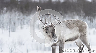 REINDEER Stock Photo