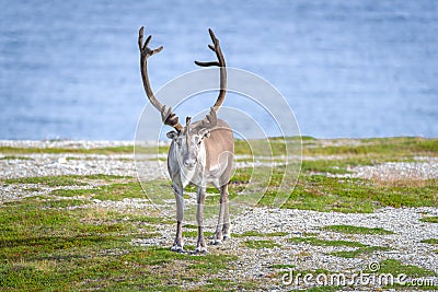 Reindeer in summer in arctic Norway Stock Photo