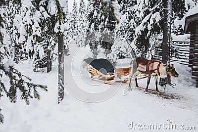 Reindeer team. Alone deer, Rukka, Finland. Stock Photo