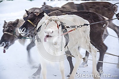 Reindeer team white reindeer leader stuck out his tongue Stock Photo