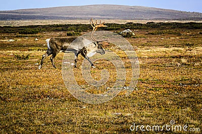 Reindeer on tundra Stock Photo