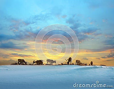 Reindeers in Lapland winter Stock Photo