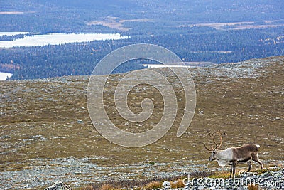 Reindeers in Yllas Pallastunturi National Park, Lapland, northern Finland Stock Photo