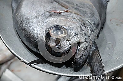 Reineta fish or Brama australis or Pacific pomfret raw fish close up on fish market Stock Photo