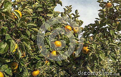 Ripe natural apples Reineta at dawn in an orchard Stock Photo