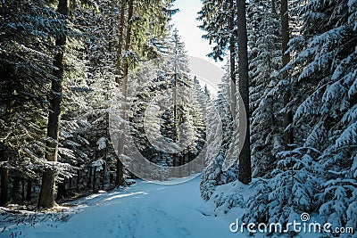 Reinischkogel - Scenic hiking trail through snowy forest path leading to Reinischkogel, Koralpe Stock Photo