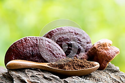 Reishi or lingzhi mushroom on nature background Stock Photo