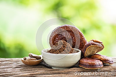 Reishi or lingzhi mushroom and powder on natural background Stock Photo