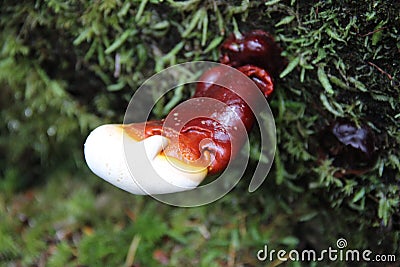 Reishi Mushroom in antler phase Stock Photo