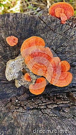 Reishi Mushroom "The Mushroom Of Immortality Stock Photo