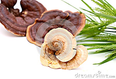 Reishi mushrooms. Stock Photo