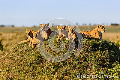 Rekero Lion Pride in Masai Mara Stock Photo