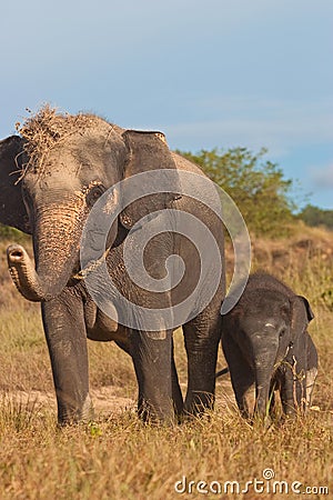 Relationship, Thai Elephant Stock Photo