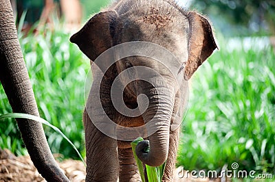 Relationship Thai Elephant calf and mom. Stock Photo