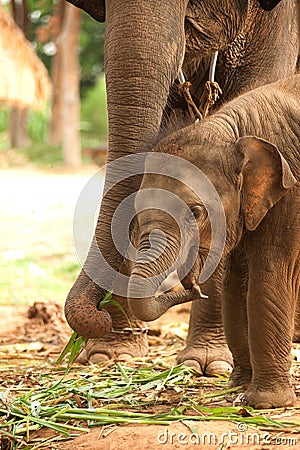 Relationship Thai Elephant calf and mom. Stock Photo