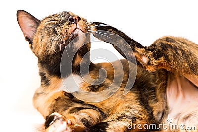 A relax adult tabby cat laying down on the ground floor. cat is Stock Photo