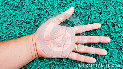 relax with hand on teal color grass background, desmodium triflorum Stock Photo