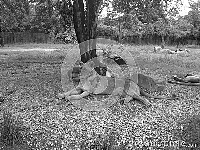 Relax time of lions Stock Photo