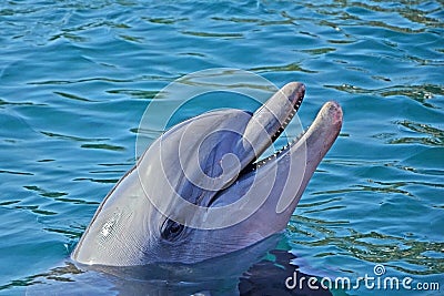 Relaxation dolphin emerged from the water and smile. Sunny day in the Dolphin Reef in Eilat, Red Sea in Israel Stock Photo