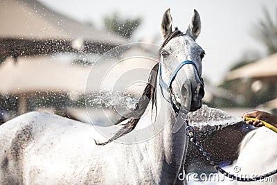 A relaxed Arabian horse enjoying a refreshing shower. Stock Photo