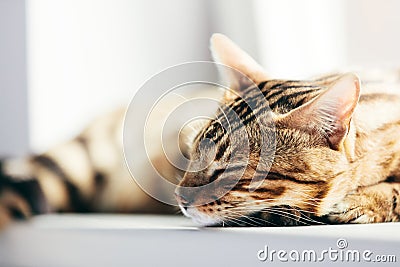 Relaxed Bengal cat sleeping happy while lying on a window sill Stock Photo