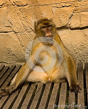 Relaxed berber monkey Stock Photo