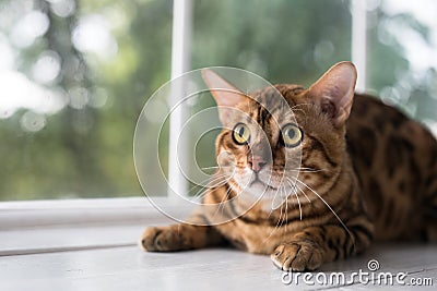 Relaxed domestic cat at home Stock Photo