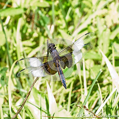 A Relaxed Dragon Fly Stock Photo