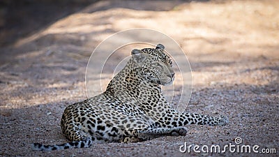 Relaxed female leopard resting in her natural environment. Stock Photo