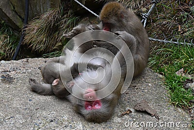 Relaxed japanese snow monkeys or japanese macaques Stock Photo