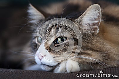 Relaxed and smiling norwegian forest cat Stock Photo