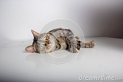 Cat lies relaxed in front of the camera Stock Photo