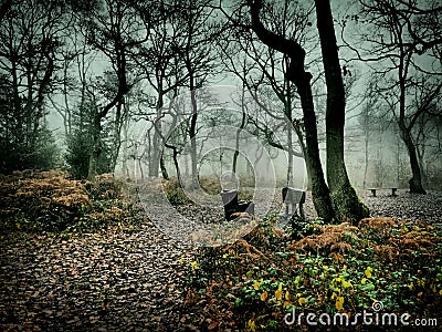 Relaxing corner in enchanted nature fog Stock Photo