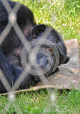 Relaxing gorilla Stock Photo