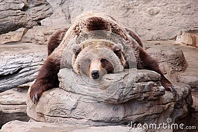 Relaxing Grizzly Bear Teddy Bear Rug Stock Photo