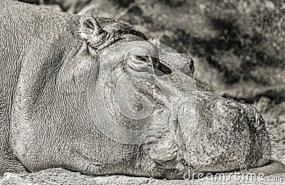 Relaxing hippo in monochrom Stock Photo