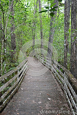 Relaxing nature hike in forest Stock Photo