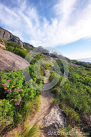 Relaxing nature scene of outdoor hiking trail amongst flower fields on a mountain on a sunny day in Summer or Spring Stock Photo