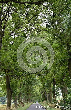 Relaxing Path with Trees Stock Photo